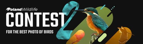 concours 2020 – poland wildlife contest
