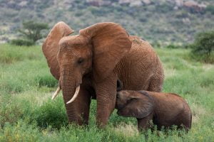 Un jeune éléphant boit le lait de sa mère, Kenya - A young elephant drinks its mother's milk, Kenya / Loxodonta