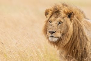 Portrait d'un lion mâle dans la savane, Kenya - Portrait of a male lion in the savannah, Kenya / Panthera leo