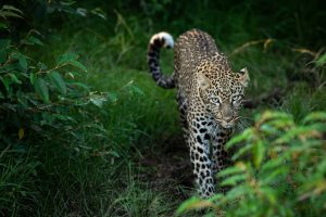 Un léopard marche dans la savane, Kenya - A leopard walks in the savannah, Kenya / Panthera pardus