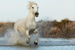 Un cheval de Camargue coure sur la plage, Camargue - A Camargue horse runs on the beach, Camargue / Equus ferus caballus