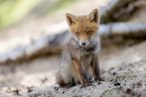 Portrait d'un jeune renard roux dans la foret, Hollande - Portrait of a young red fox in the forest, Netherlands / Vulpes vulpes