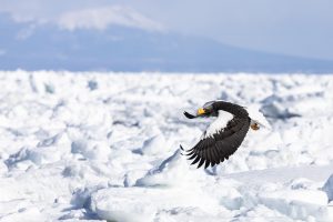Pygargue de Steller vole au dessus de la banquise, Hokkaido, Japon - Steller's Sea Eagle flies over the ice floe, Hokkaido, Japan / Haliaeetus pelagicus