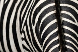 Gros plan sur les rayures d'un zèbre, Kenya - Close up on the stripes of a zebra, Kenya / Equus quagga