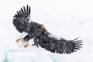 Pygargue de Steller vol dans le blizzard, Hokkaido, Japon - Steller's Sea Eagle flying in the blizzard, Hokkaido, Japan / Haliaeetus pelagicus