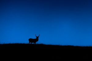 Silhouette d'un Cerf Elaphe sur une montagne, île de Jura, écosse - Silhouette of a Red Deer on a mountain, Jura island, scotland / Cervus Elaphus