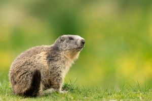 Une marmotte se repose dans une prairie de montagne, France - A marmot rests in a mountain meadow, France - Marmota