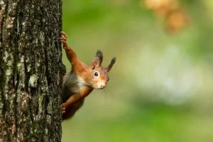 Un écureuil roux est dans un arbre en automne, France - A red squirrel is in a tree in autumn, France / Sciurus vulgaris