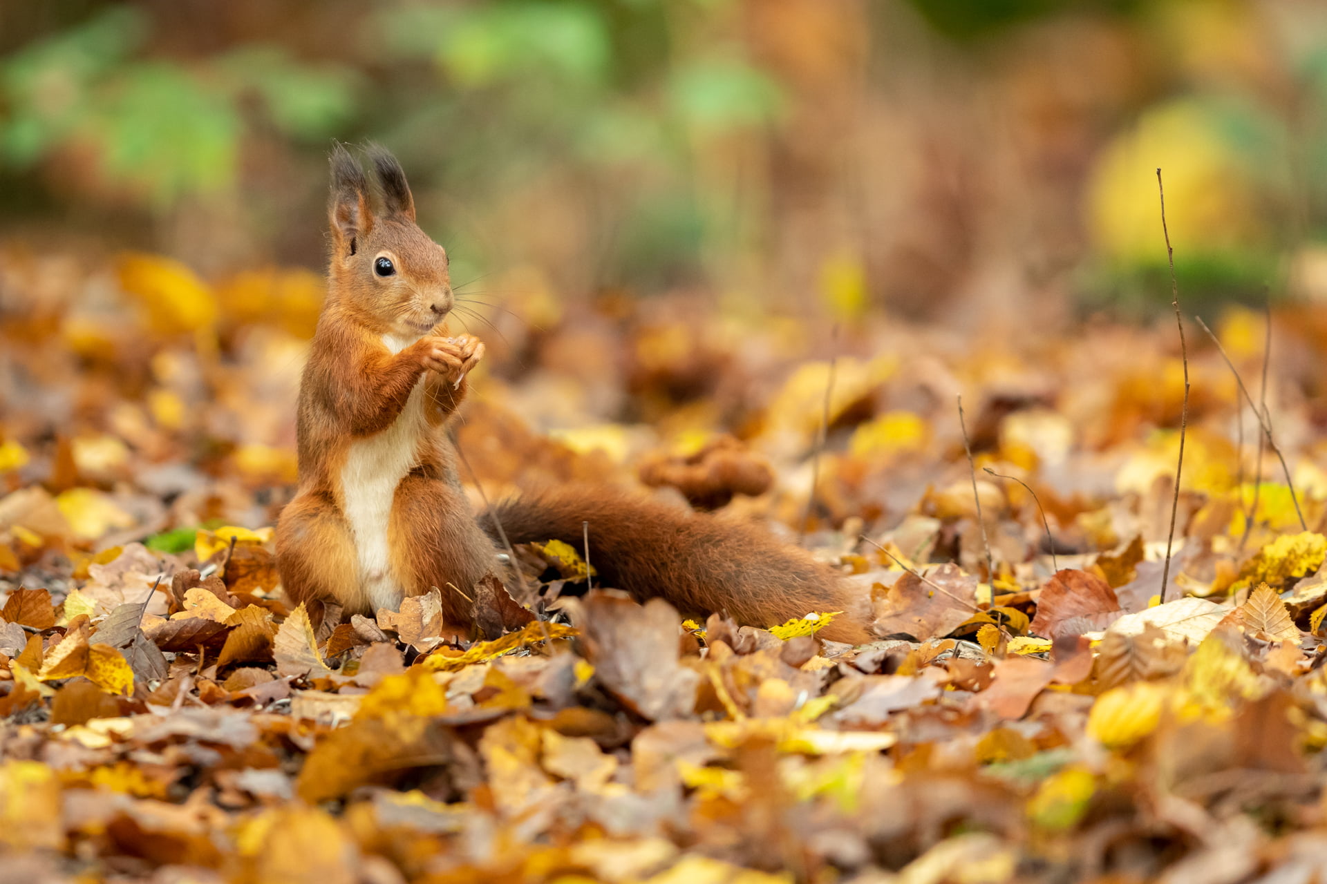 Ecureuil Roux – Red squirrel – Sciurus vulgaris Un écureuil roux est posé sur un arbre, France - A red squirrel sits on a tree, France / Sciurus vulgaris