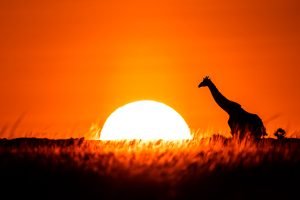 Silhouette d'une girafe dans la savane, Kenya - Silhouette of a giraffe in the savannah, Kenya / Giraffa camelopardalis