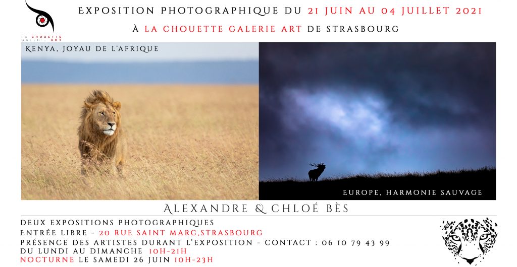 Exposition Chouette Galerie