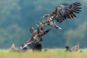 Deux pygargues à queue blanche se combattent dans la prairie, Pologne - Two white tailed eagles fight each other in the meadow, Poland / Haliaeetus albicilla