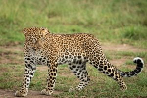 Un léopard marche dans la savane, Kenya - A leopard walks in the savannah, Kenya / Panthera pardus