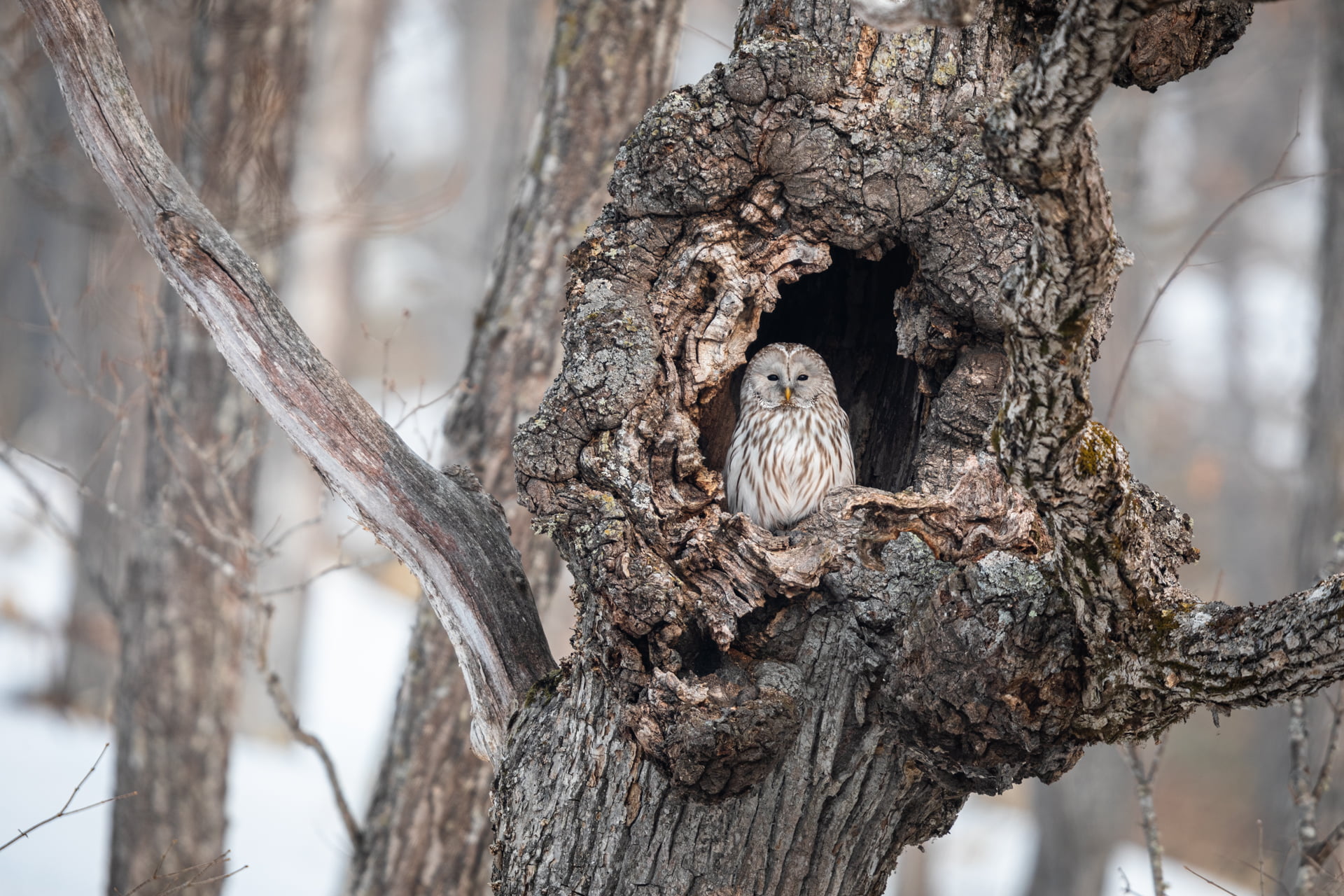 Chouette de l'Oural est dans le trou d'un arbre, Hokkaido, Japon - Ural Owl is in a hole tree, Hokkaido, Japan / Strix uralensis