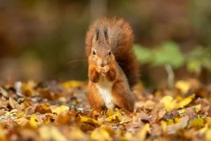 Un écureuil roux mange des graines au sol, France - A red squirrel eats seeds from the ground, France / Sciurus vulgaris