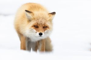 Renard roux dans une ambiance enneigée, Hokkaido, Japon - Red fox in a snowy atmosphere, Hokkaido, Japan / Vulpes Vulpes