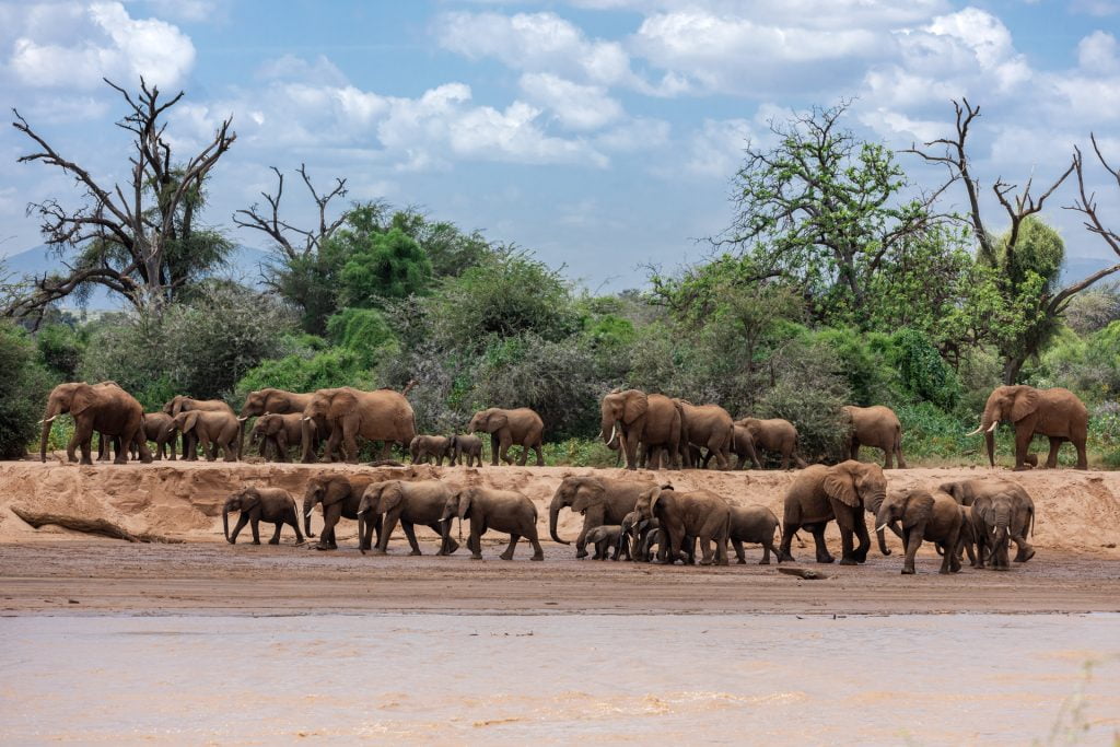 Un groupe d'éléphants traversent une rivière, Kenya - A group of elephants cross a river, Kenya / Loxodonta