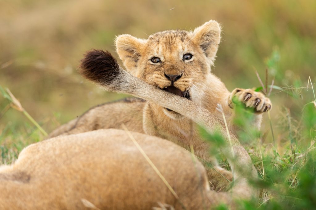 Un jeune lion joue avec la queue de sa mère , Kenya - A young lion plays with its mother's tail, Kenya / Panthera leo