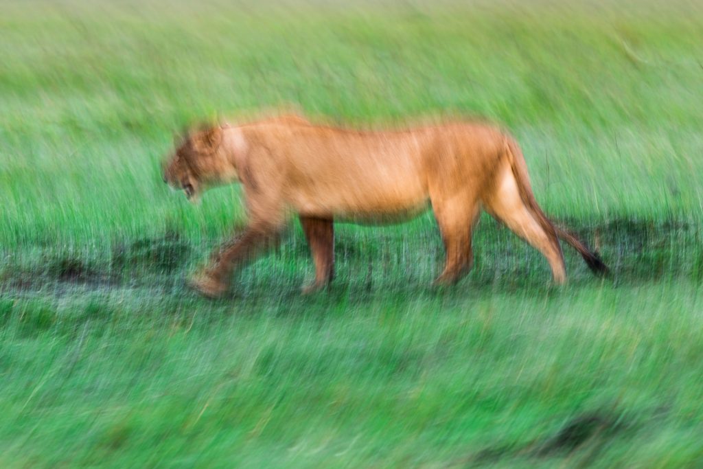 Un lion marche dans la savane, Kenya - A lion walks in the savannah, Kenya / Panthera leo