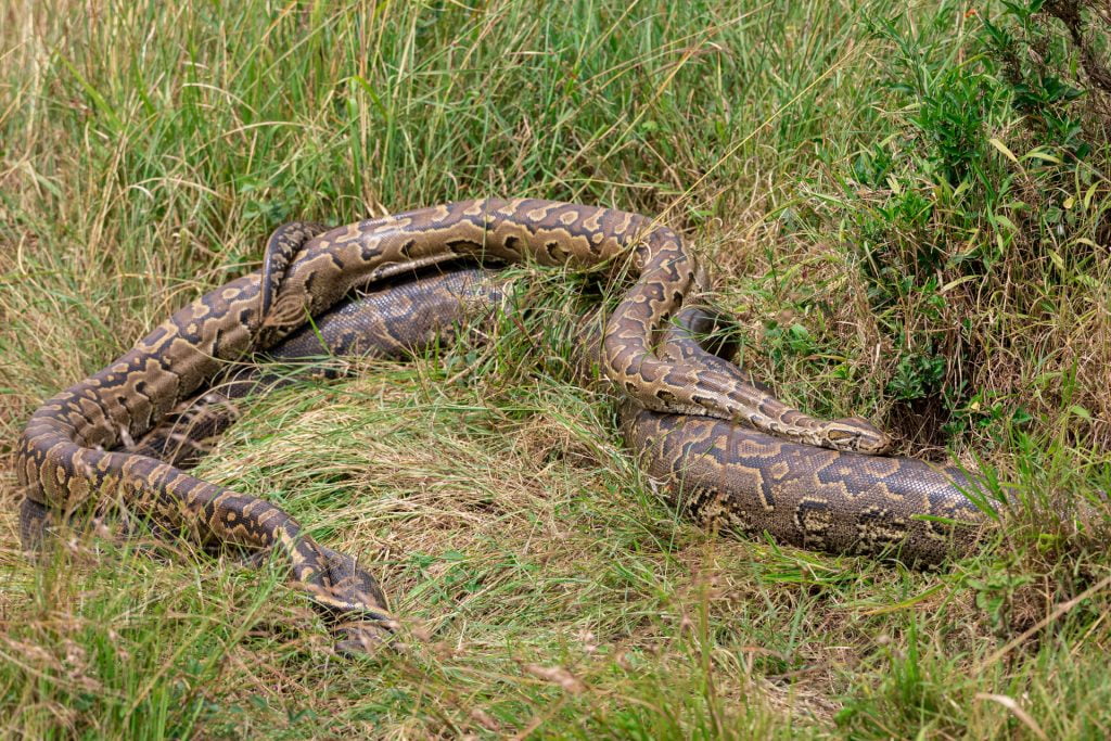 Trois Pythons de Seba se reproduisent dans la savane, Kenya - Three Seba's Pythons breed in the savannah, Kenya / Python sebae