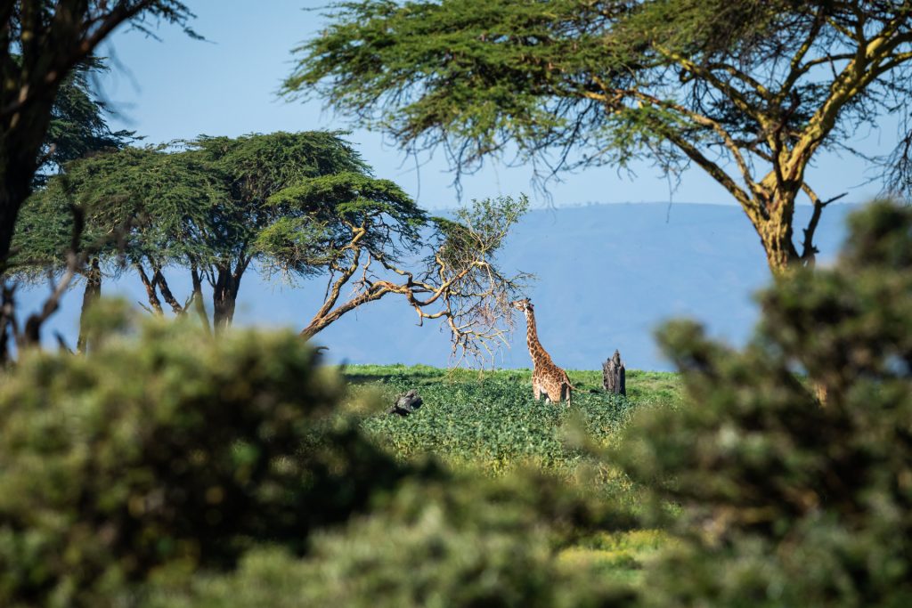 Une girafe mange les feuilles d'un arbre sur une île, Kenya - A giraffe eats leaves from a tree on an island, Kenya / Giraffa camelopardalis