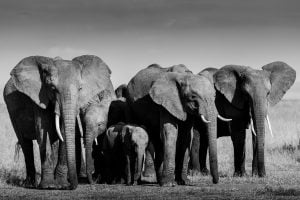 Famille d'éléphants en noir et blanc, Kenya -Elephant family in black and white, Kenya / Loxodonta