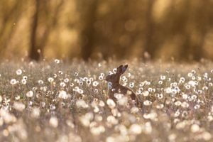 Lièvre d'Europe mange dans un champ de pissenlit, France - European hare eats in a dandelion field, France / Lepus europaeus