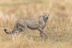Portrait d'un guépard dans la savane, Kenya - Portrait of a cheetah in the savannah, Kenya / Acinonyx jubatus
