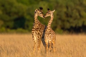 Deux jeunes girafes forment un coeur, Kenya - Two young giraffes form a heart, Kenya / Giraffa camelopardalis