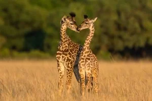 Deux jeunes girafes forment un coeur, Kenya - Two young giraffes form a heart, Kenya / Giraffa camelopardalis