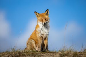 Portrait d'un renard roux adulte, Hollande - Portrait of an adult red fox,, Netherlands / Vulpes vulpes