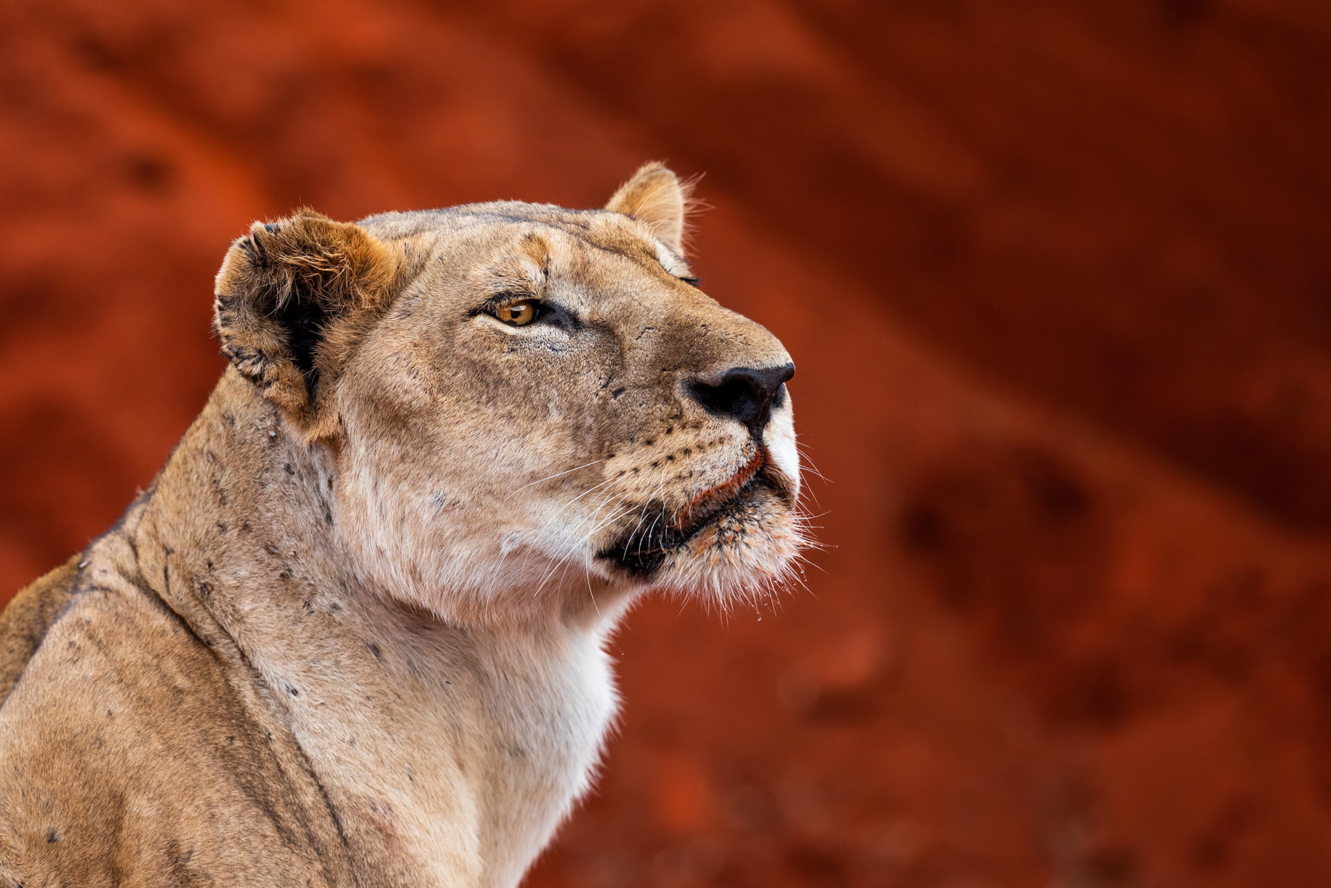 Portrait d'une lionne de tsavo est, Kenya - Portrait of a lioness from tsavo east, Kenya / Panthera leo