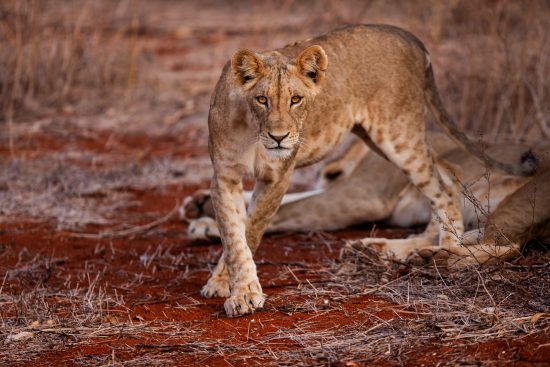 safari photo au Kenya : amboseli – tsavo Ouest – tsavo est