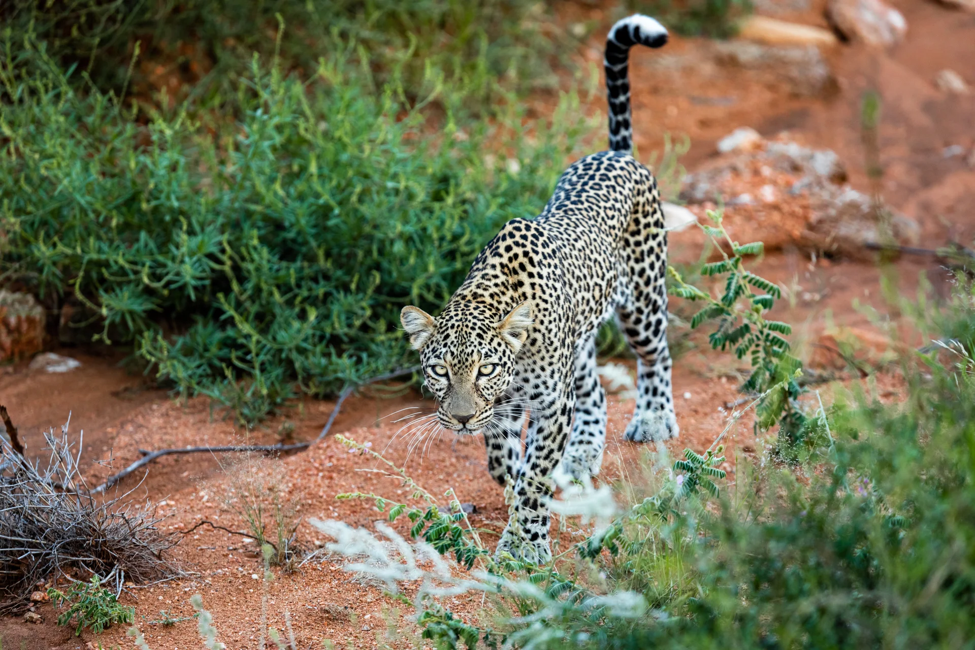 Un léopard marche dans la savane de samburu, Kenya - A leopard walks in the samburu savannah, Kenya / Panthera pardus