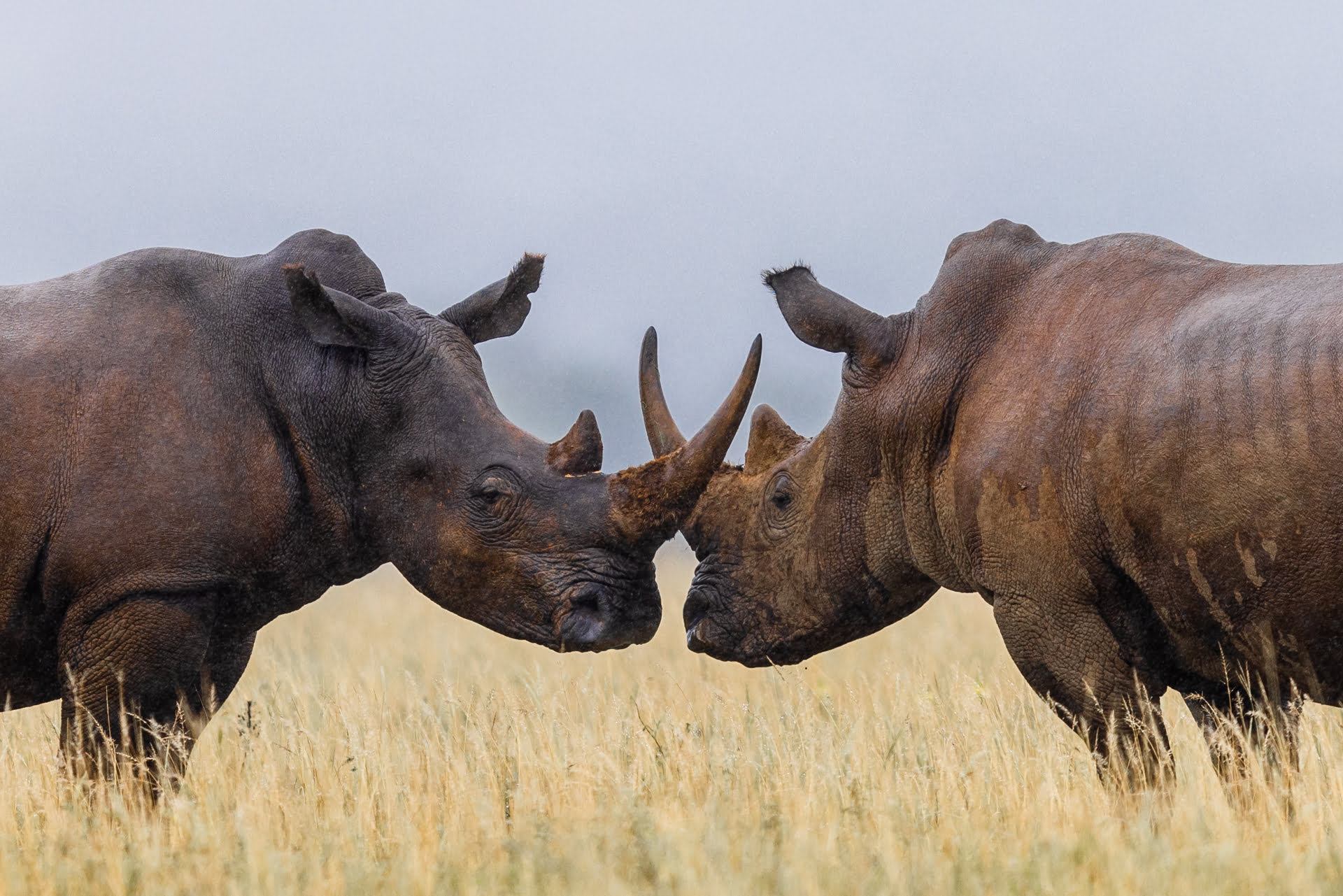 Deux rhinocéros blanc se battent dans la savane, Réserve de Shamwari, Afrique du Sud - Two white rhinos are fighting in the savannah, Shamwari reserve, South Africa / Ceratotherium simum