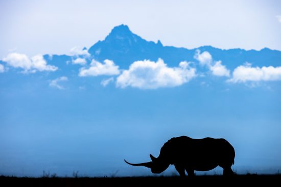 Voyage photo au Kenya : nakuru – buffalo springs – samburu – solio – aberdare