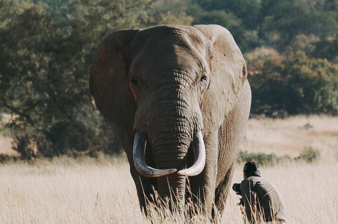 Un éléphant et un réalisateur