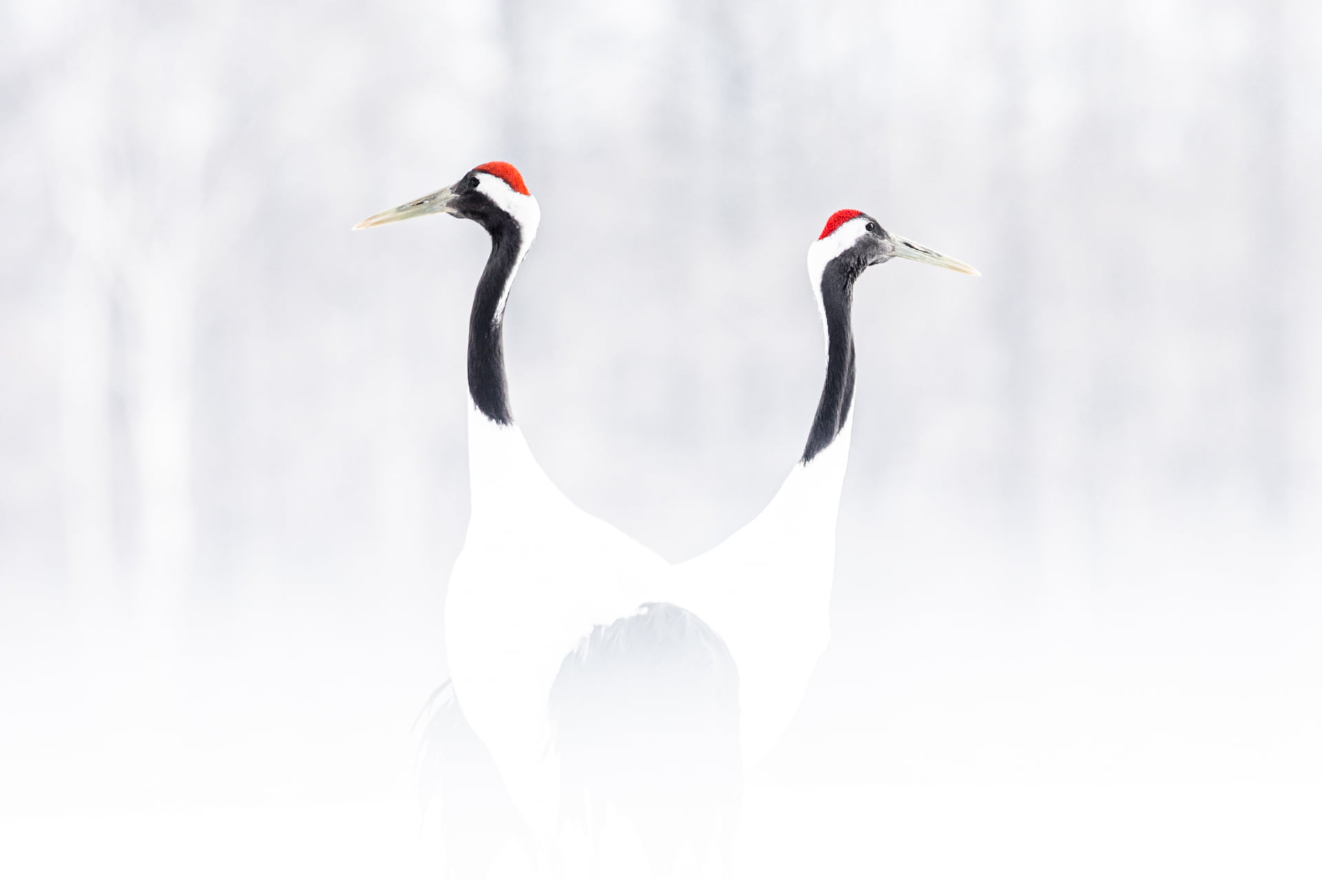 Deux Grues du Japon dans une ambiance enneigée, Hokkaido, Japon - Two Red-crowned Crane in a snowy atmosphere, Hokkaido, Japan / Grus japonensis