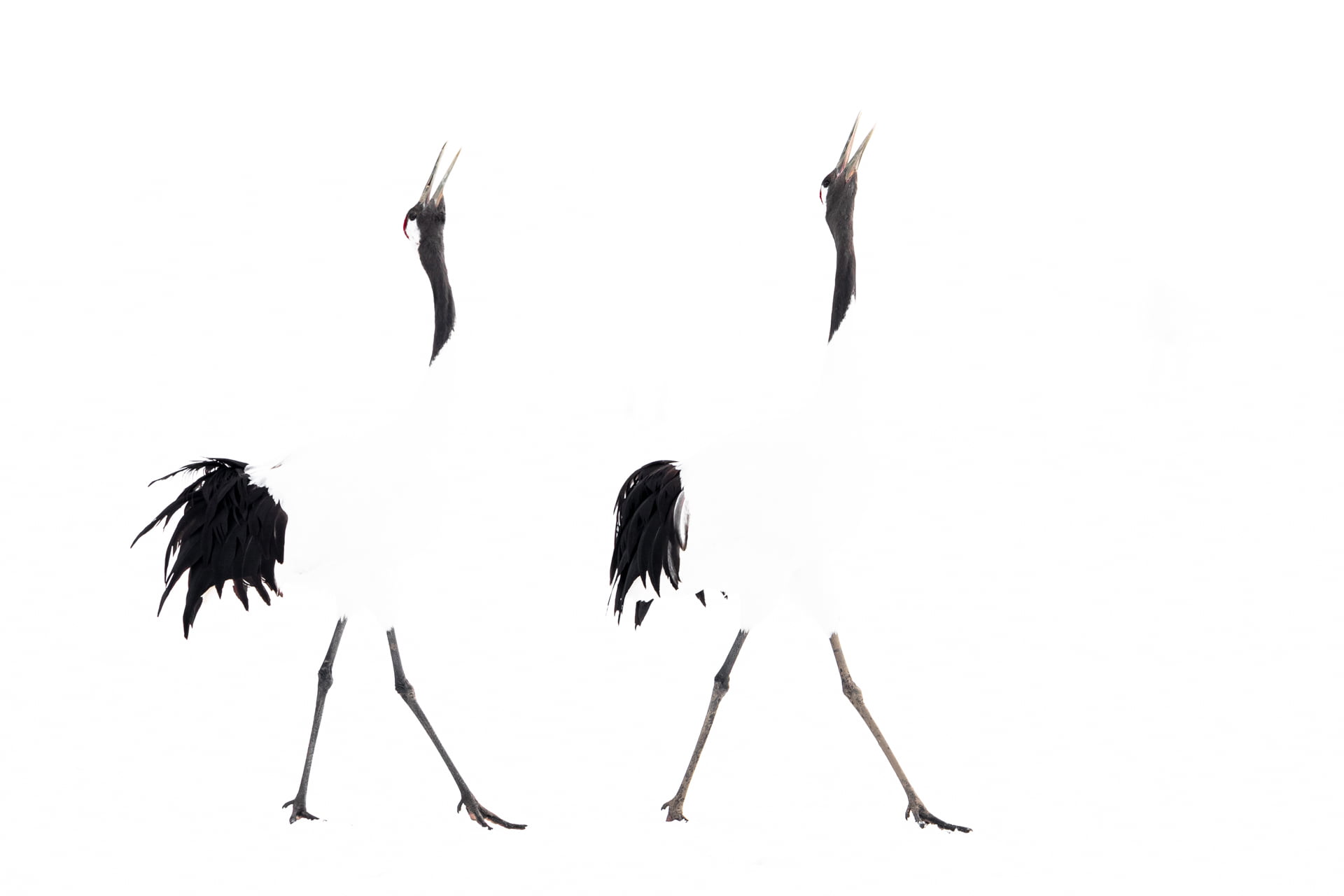 Deux Grues du Japon, Hokkaido danse et chante, Japon - Two Red-crowned Crane, Hokkaido dance and sing, Japan / Grus japonensis