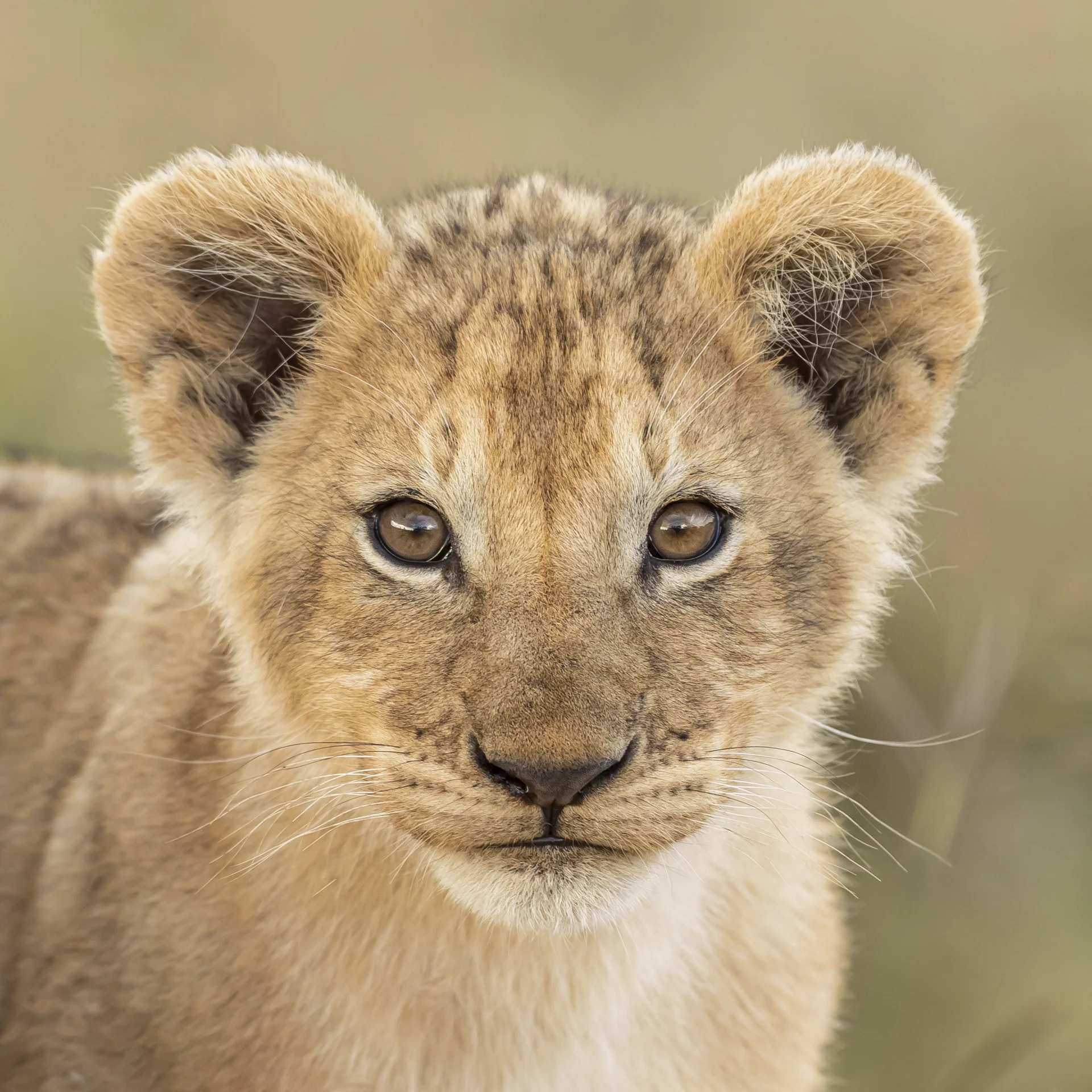 Portrait d'un jeune lion, Kenya - Portrait of a young lion, Kenya / Panthera leo