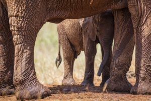 Un petit elephant se protège du soleil en se placant sous sa mère, Kenya - A baby elephant protects itself from the sun by placing itself under its mother, Kenya / Loxodonta