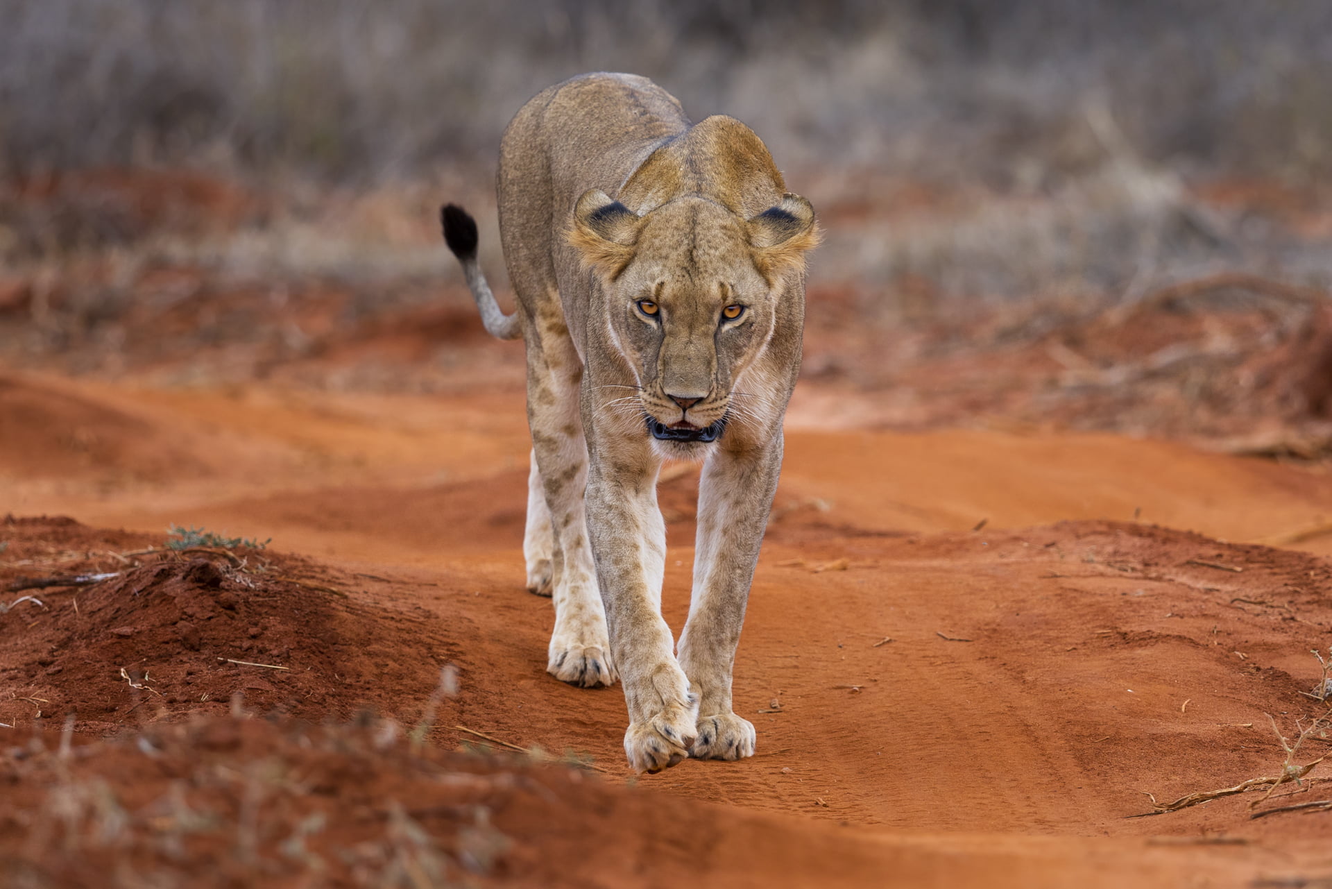 Une lionne marche dans la réserve de tsavo est, Kenya - A lioness walks in the tsavo east reserve, Kenya / Panthera leo