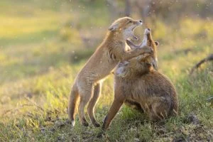 Des renards roux jouent ensemble pendant le coucher du soleil, Hollande - Red foxes play together during sunset, Netherlands / Vulpes vulpes