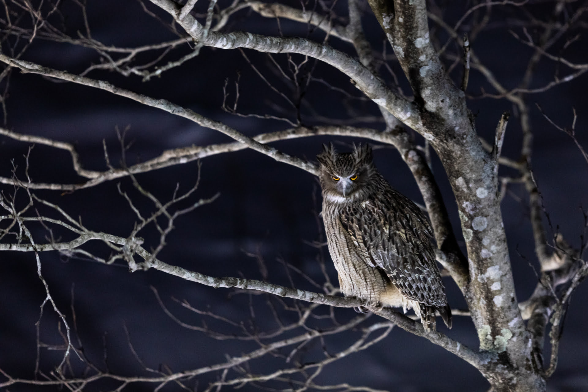 Grand-duc de Blakiston se repose dans un arbre, Hokkaido, Japon - Blakiston's Fish Owl is resting in a tree, Hokkaido, Japan / Bubo blakistoni