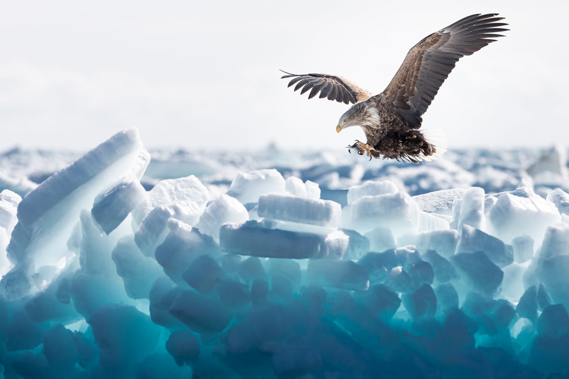Un pygargue à queue blanche se pose sur un glacier, Hokkaido - A white-tailed eagle lands on the ice floe, Hokkaido / Haliaeetus albicilla