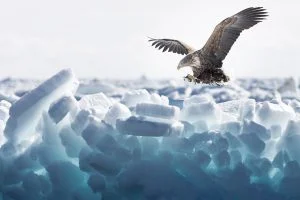 Un pygargue à queue blanche se pose sur un glacier, Hokkaido - A white-tailed eagle lands on the ice floe, Hokkaido / Haliaeetus albicilla