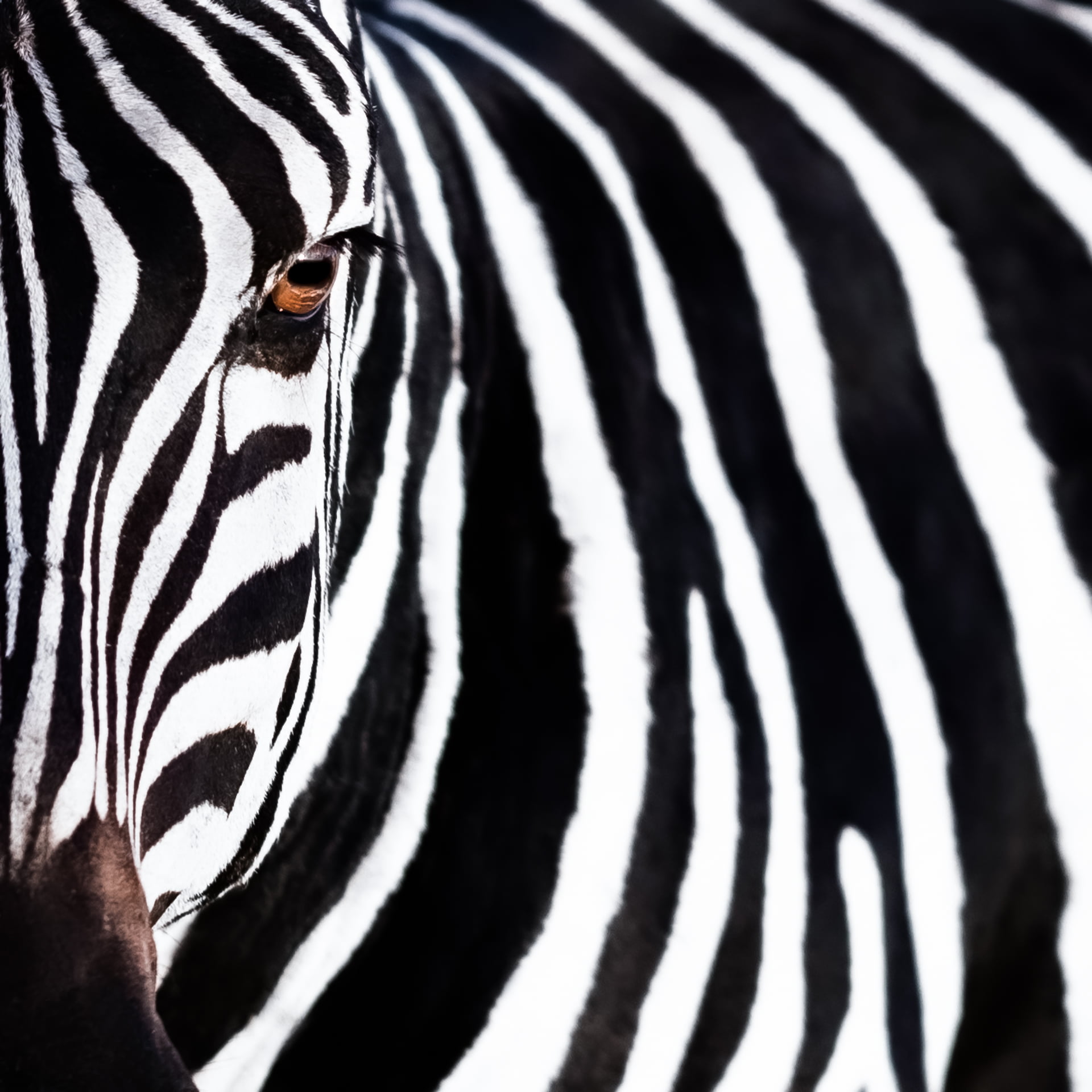 Gros plan sur le portrait d'un zèbre, Kenya - Close up on the portrait of a zebra, Kenya / Equus quagga