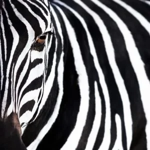 Gros plan sur le portrait d'un zèbre, Kenya - Close up on the portrait of a zebra, Kenya / Equus quagga
