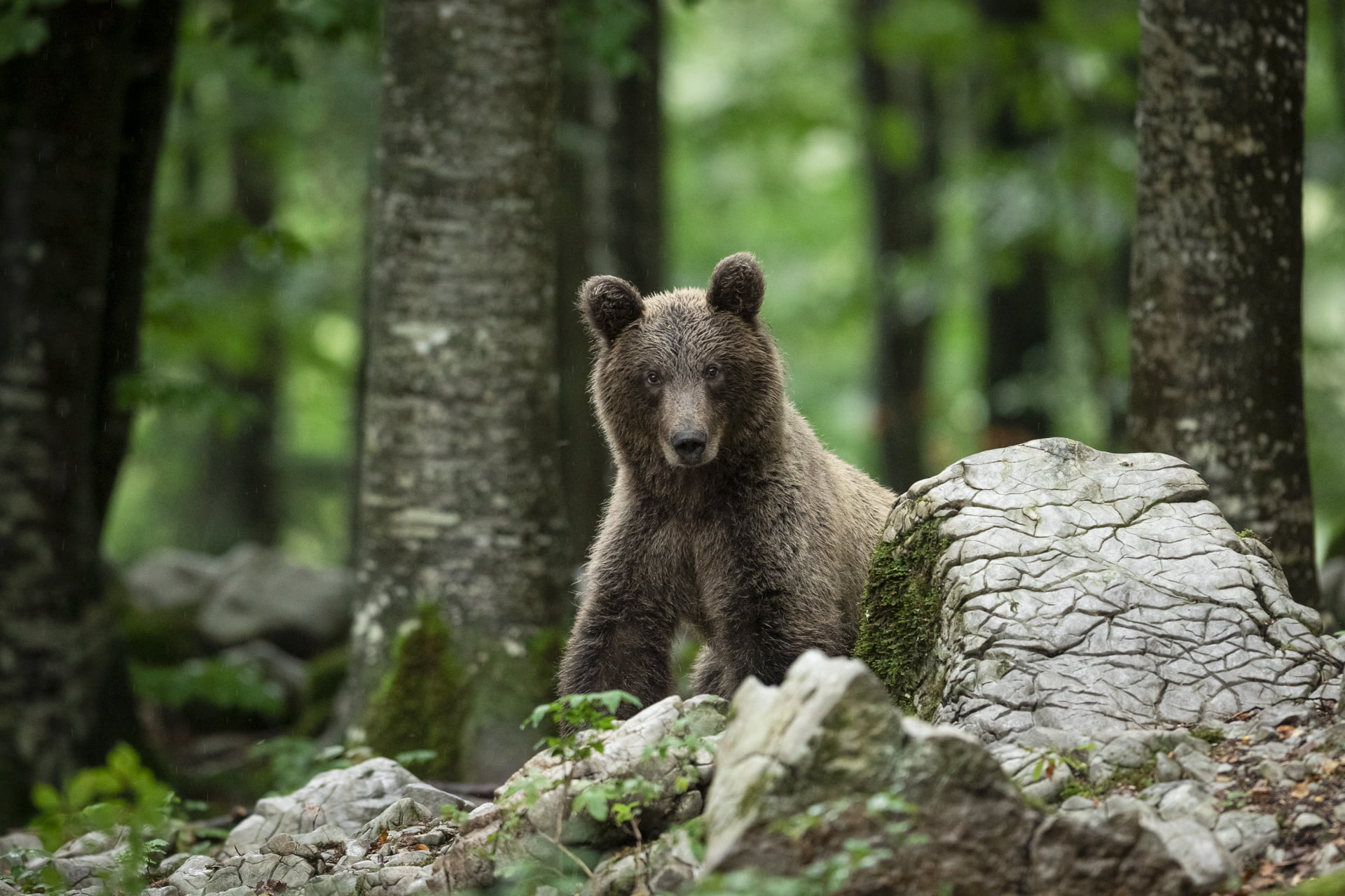Ours brun assis dans la forêt, Slovénie - Brown bear sitting in the forest, Slovenia - Ursus arctos
