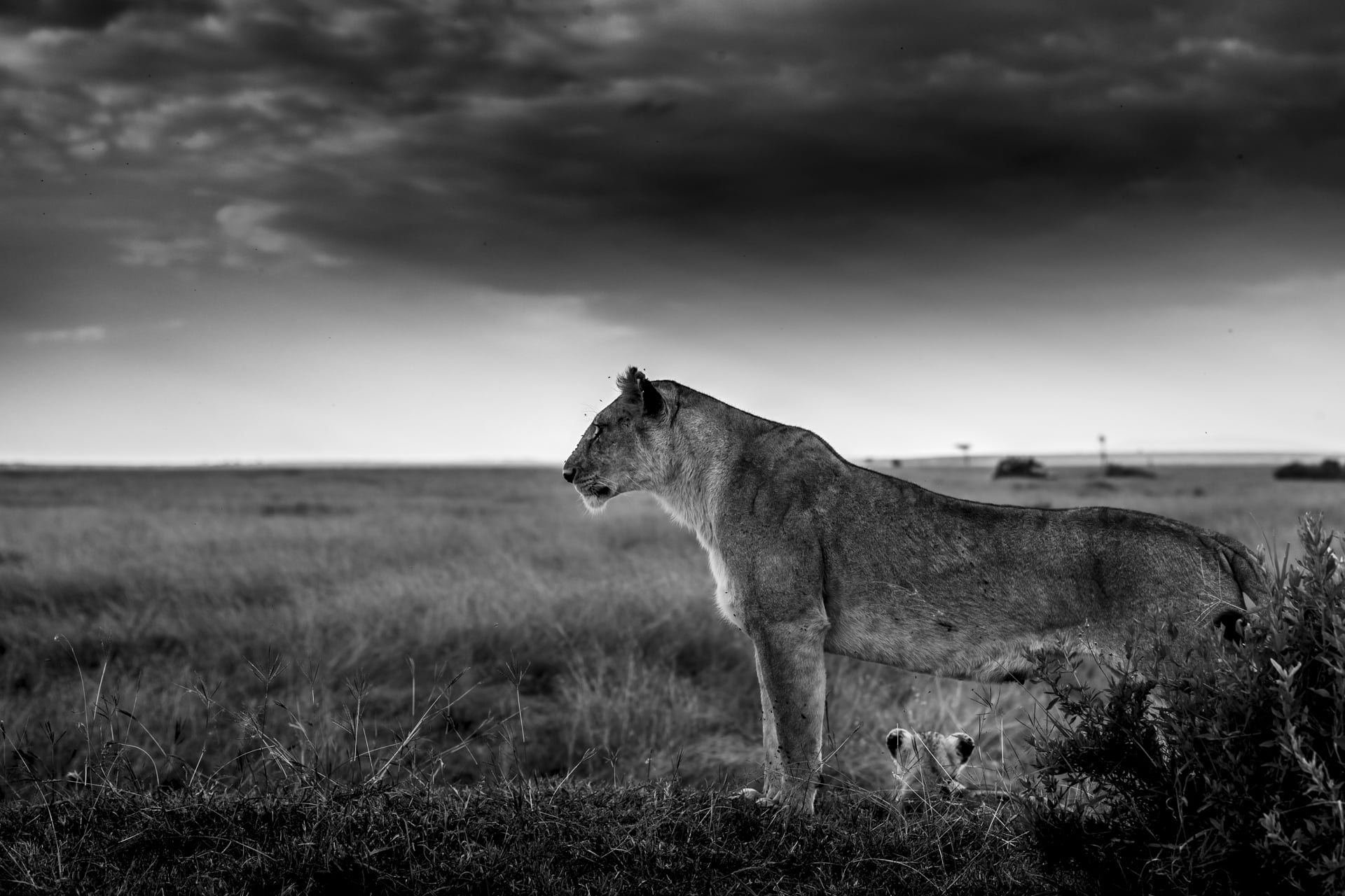 Lionne en noir et blanc